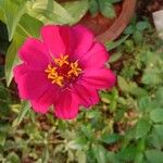 Zinnia elegans花