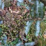 Schefflera pseudocandelabrum Hábito