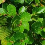 Nothofagus betuloides Leaf