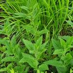 Verbena urticifolia Feuille