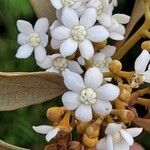 Nectandra oppositifolia Flower