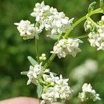 Galium boreale Blüte