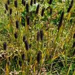 Phleum alpinum Агульны выгляд