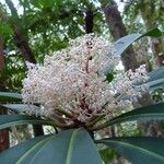 Tapeinosperma scrobiculatum Blüte