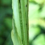 Dioscorea alata Bark