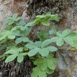 Potentilla caulescens Φύλλο