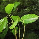 Alchornea latifolia برگ