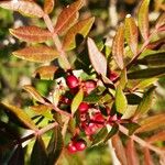 Pistacia lentiscus Fruit