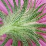 Symphyotrichum novae-angliae Blüte