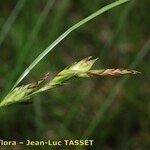 Carex distachya Blomma