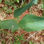 Smilax goyazana Leaf