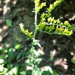 Solidago nemoralis Leaf