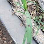 Echinochloa colona Leaf