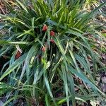 Iris foetidissima Habit