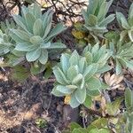 Leucospermum conocarpodendronLeaf