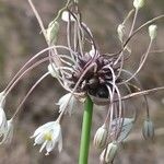 Allium oleraceum Fleur