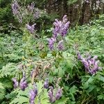 Aconitum septentrionale Flower