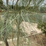 Moringa peregrina Leaf