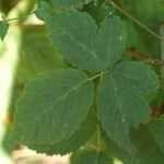 Rubus rhombicus Leaf