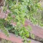 Rhaphithamnus spinosus Hoja