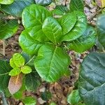 Quercus semecarpifolia Leaf