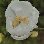 Citrus trifoliata Flower