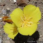 Calochortus concolor Flower