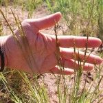 Phleum phleoides Flower