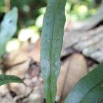 Microgramma mauritiana Leaf