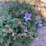 Erodium glandulosumBlomst