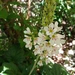 Francoa appendiculata Λουλούδι