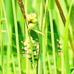 Carex tomentosa Kvet