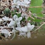 Cerastium tomentosumFulla