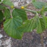 Malvastrum coromandelianum Leaf