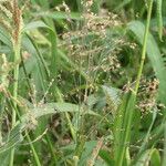 Panicum dichotomiflorum Fruit