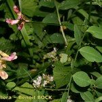 Vicia dumetorum Muu