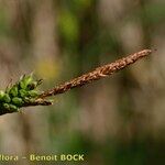 Carex hostiana फल