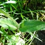 Campanula glomerata Leaf