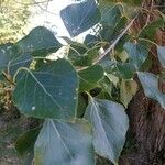 Populus x canadensis Frunză