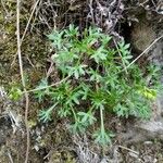 Saxifraga fragilis পাতা