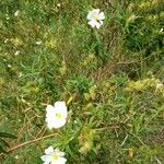 Cistus monspeliensisFlower