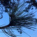 Pinus nigra Likasa