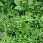 Galium aparineFrunză