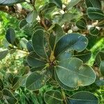 Sideroxylon borbonicum Yaprak