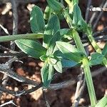 Lysimachia monelli Leaf