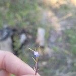 Collinsia parviflora Žiedas