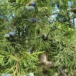 Juniperus procera Φρούτο