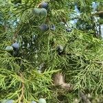 Juniperus procera Fruit