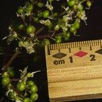 Miconia longifolia Други