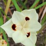 Dietes bicolor Kukka